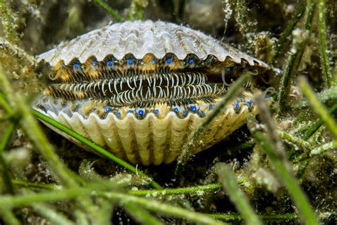 The sea scallop is an ideal sentinel species to track ocean health and climate-change impacts Climate change is permeating every aspect of science. Ocean warming and acidification are increasing …
